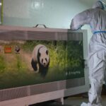 China envía dos pandas gigantes a Estados Unidos